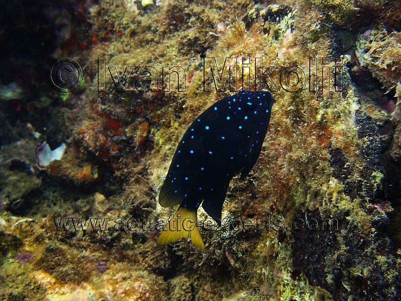 Microspathodon chrysurus